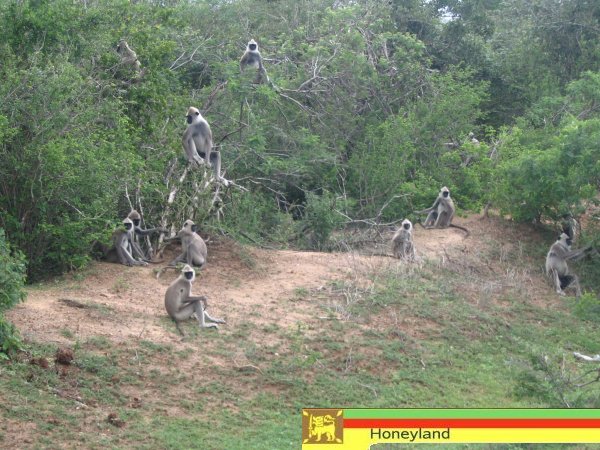 Affen im Yala Nationalpark