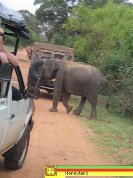 Elefant