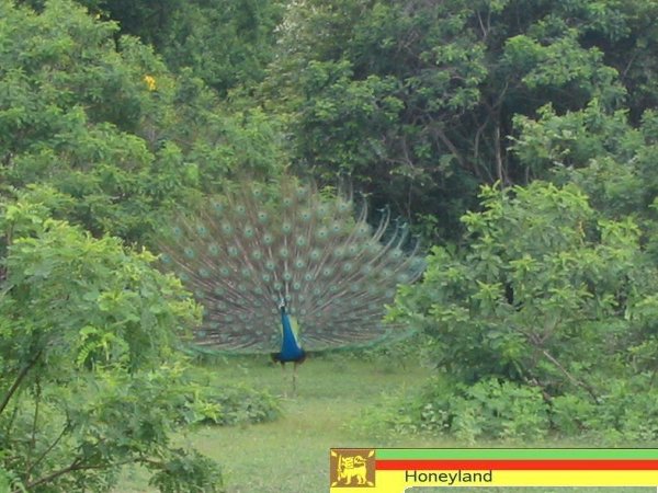 Pfau
