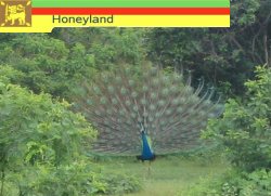 Pfau